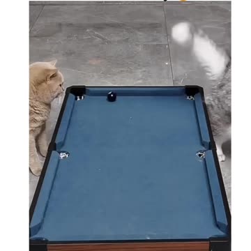This Pool Hustling Kitty Knows How To Put It In The Pocket