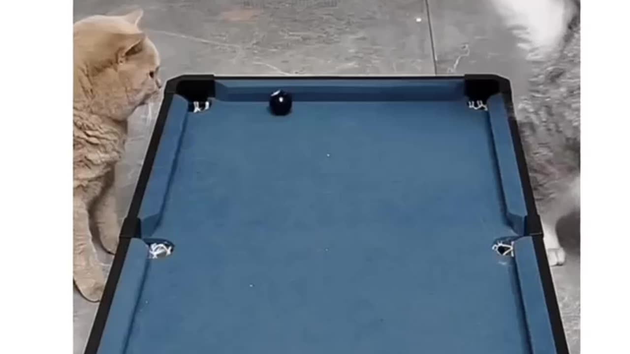 This Pool Hustling Kitty Knows How To Put It In The Pocket