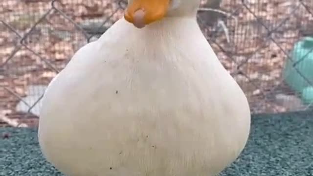 duck