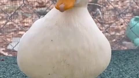 duck