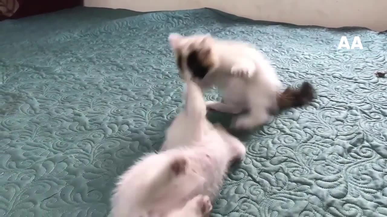 Two kittens are playing together very much.