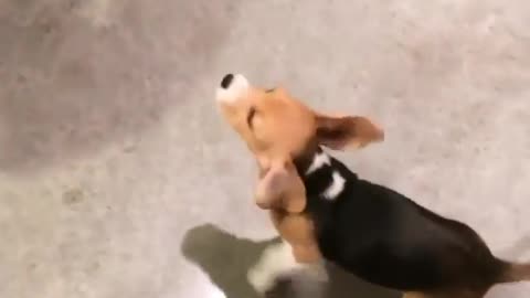 Can I have some food, please? This hungry pup's eyes say it all