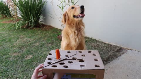 My Dogs React to the Hot Dog Challenge