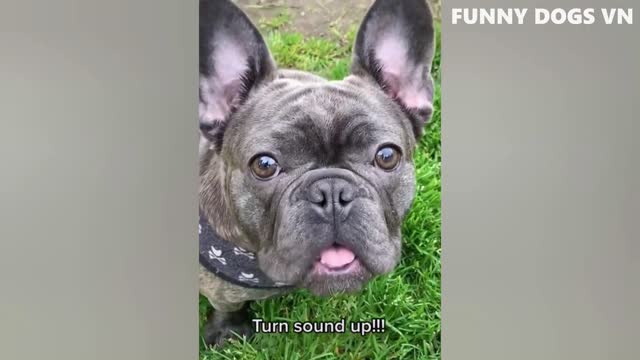 Funniest Animals Video - Funny Dogs And Cats - Try Not To Laugh Animals 2022