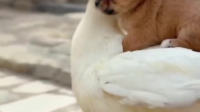 A Fowl Dog