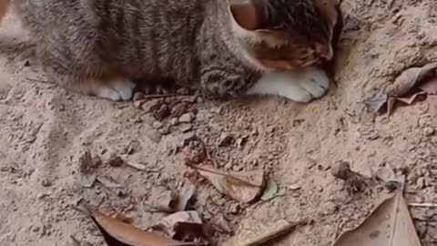 Catching snakes. #funny #cat