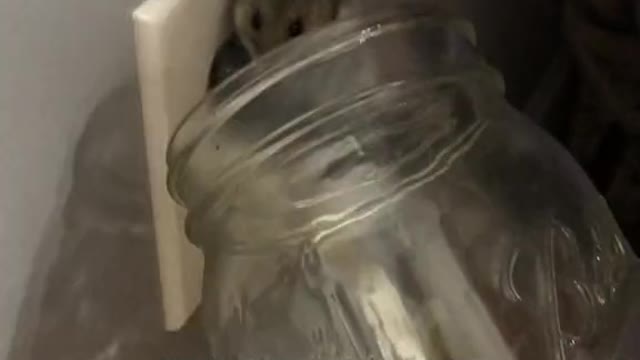 When you try to save a mouse in your house and it chooses chaos.