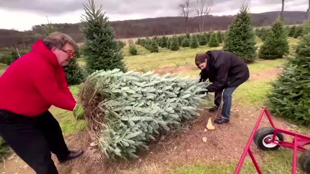 Why your Christmas tree may cost more this year