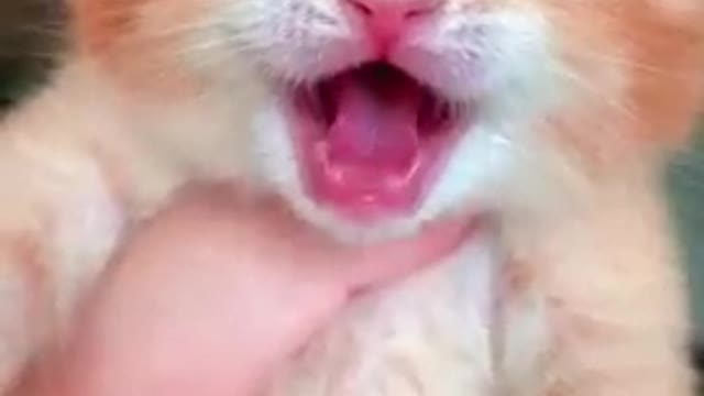 Cat Videos]Animal Videos|Animal Share SonglAnimal DancelAnimal Sound|..