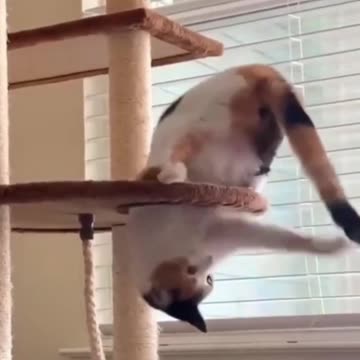 FUNNY CATS and DOGS -- New Funniest Animals Videos 2023