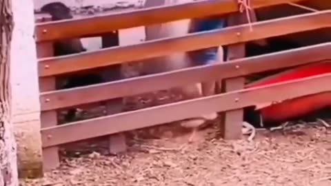 Funny and Cute Animals Videos Complitation | Funniest Animals Videos 2023
