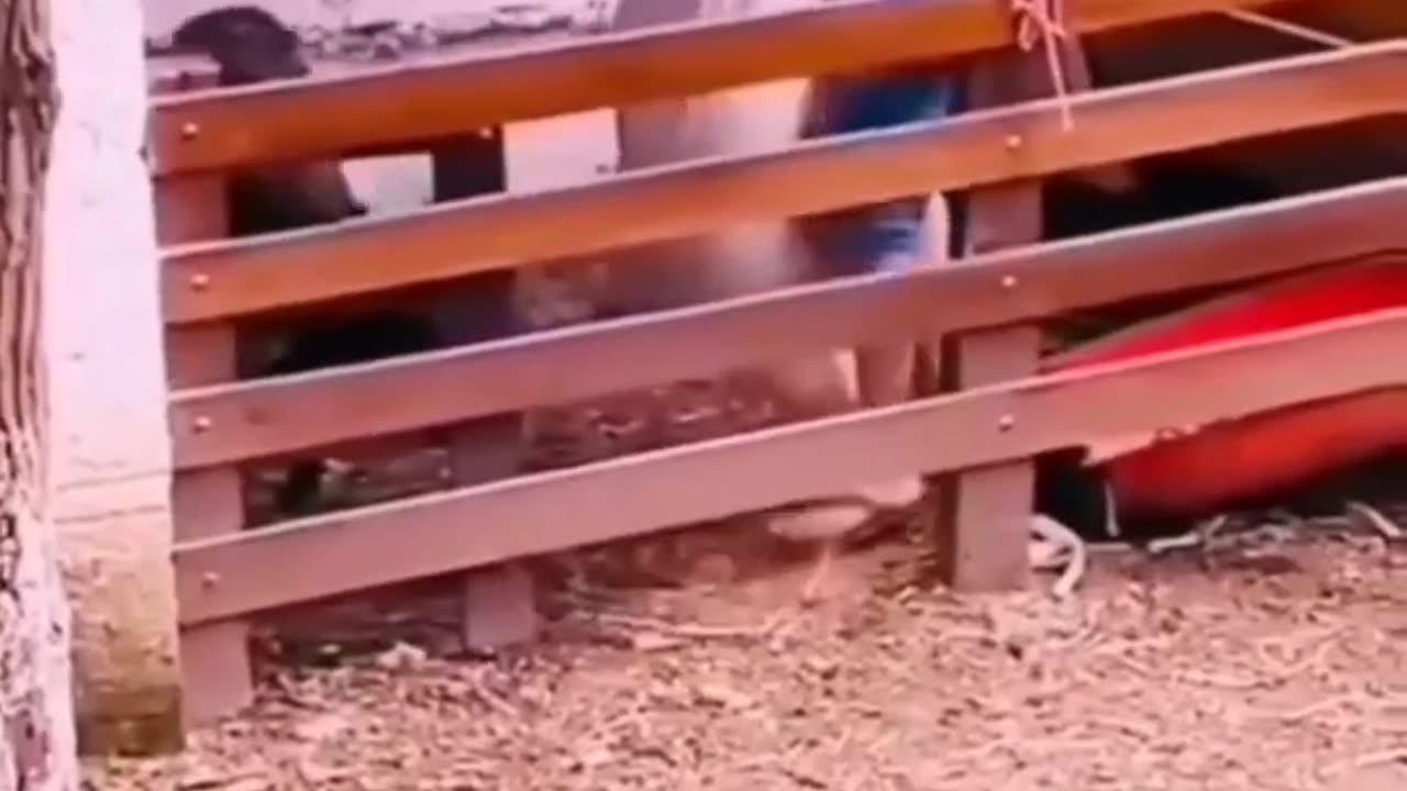 Funny and Cute Animals Videos Complitation | Funniest Animals Videos 2023