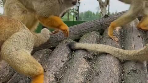 There are 26 different types of squirrel monkey calls