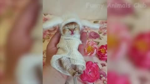 funny animals video