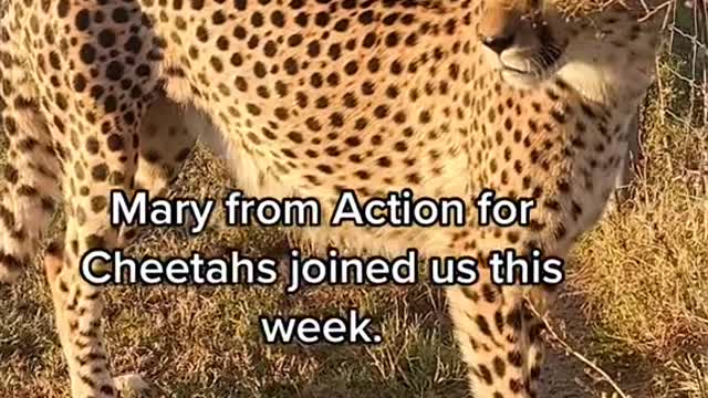 Mary from Action for Cheetahs joined us this week.