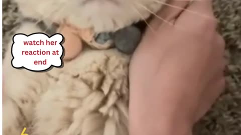Funny Animal Videos 2022