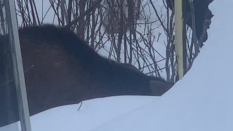 Even more moose munchies! Willow, Alaska