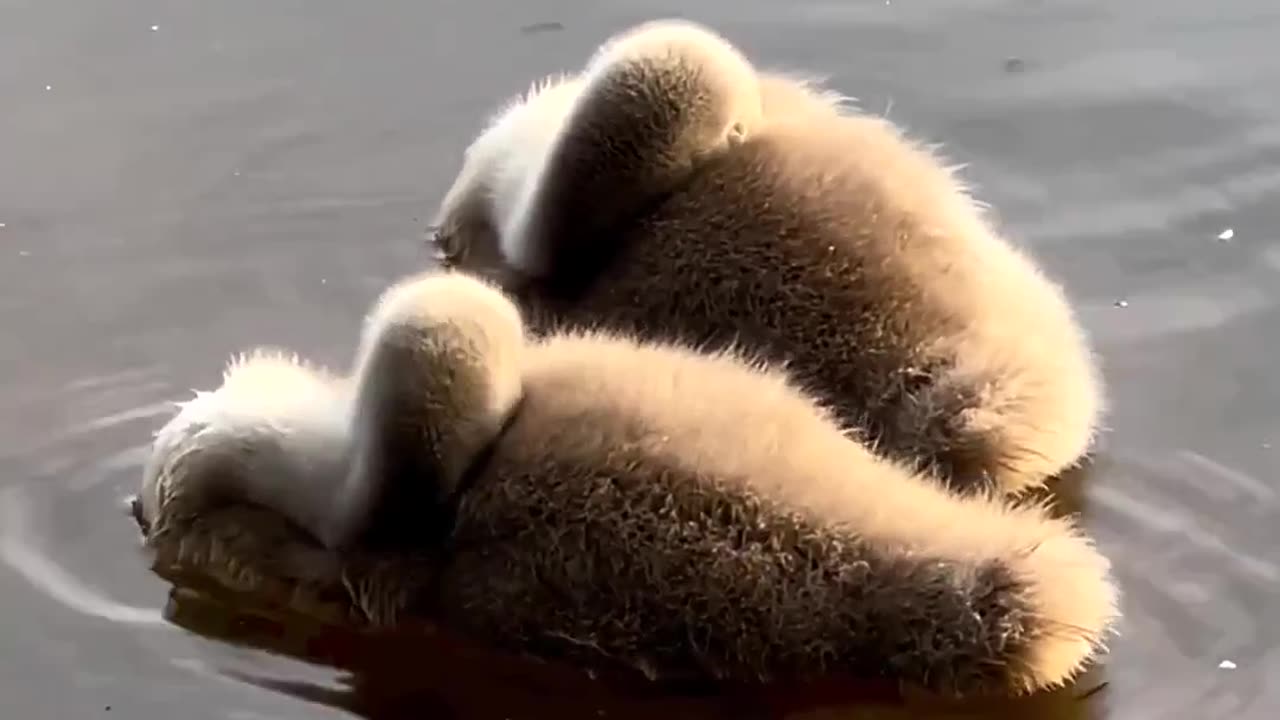 "Adorable Slumber: Unveiling the Enchanting Bedtime Ritual of Baby Swans"