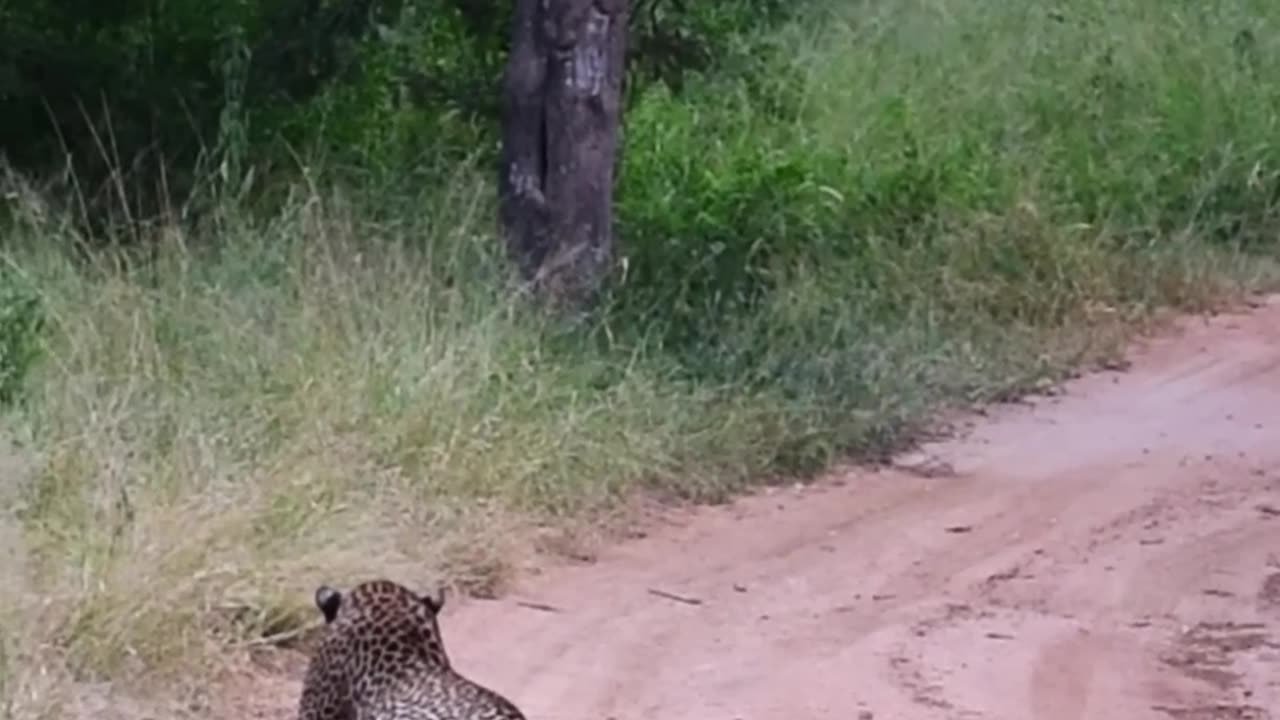 ANIMAL FIGHT ON FOREST