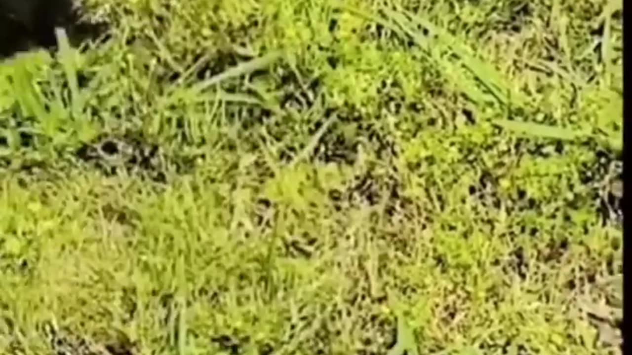 Funny_animals_videos_Try_not_to_laugh🐕🦺🐈