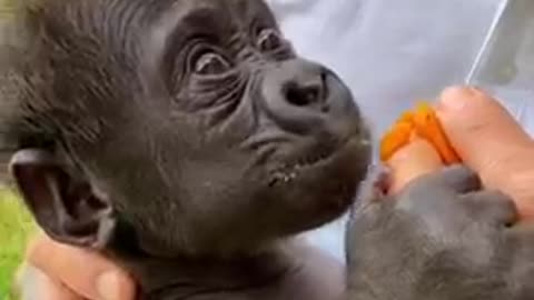 A cute baby gorilla__