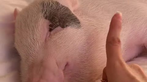 cute pig