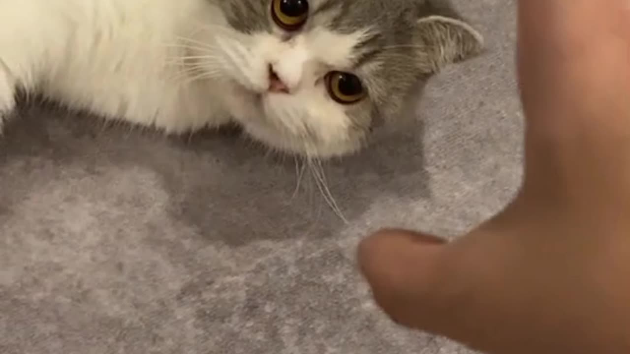 THE CAT IS PLAYING WITH THEIR OWNER