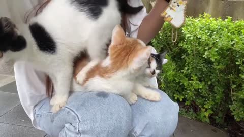 Three kittens climb up