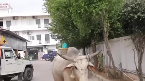 A bull was in danger, it was rectified by true humans