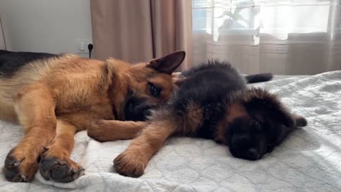 German Shepherd and Puppy are Best Friends!