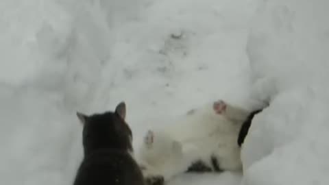 Cats are Fighting in Snow😢😢😢😢😢