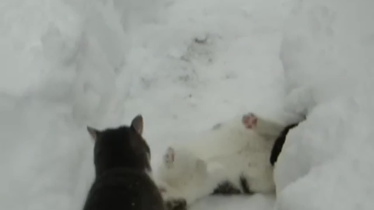 Cats are Fighting in Snow😢😢😢😢😢