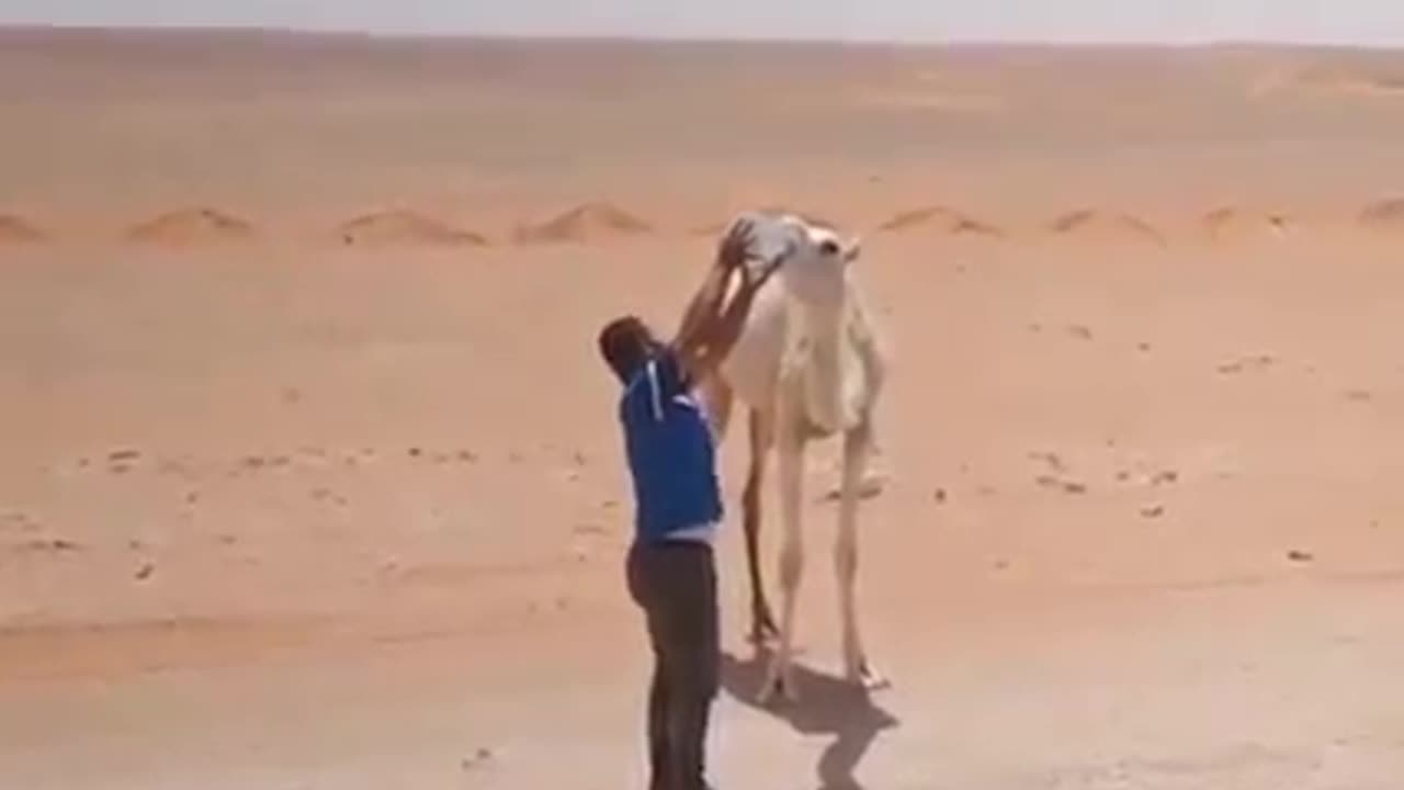 Thirsty camel 🐫 in Desert