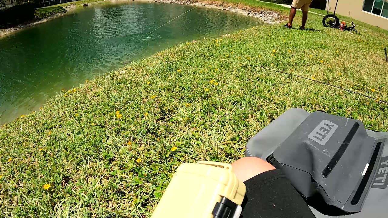 I Thought These were Pacu until I saw their Teeth! (Wild Piranha?) Fly Fishing Miami FL