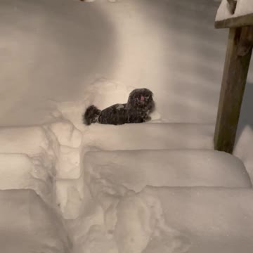 Puppy’s first experience in snow