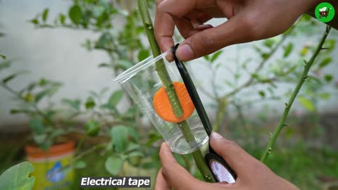 🌿Great method of propagation lemon tree using carrot🥕- Ready to grow your own lemon trees at home