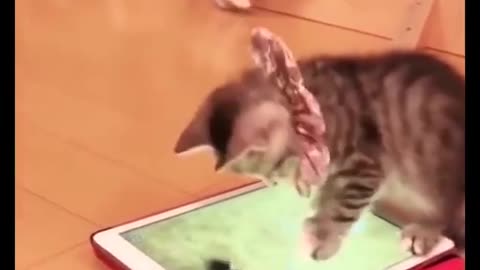 Cat video