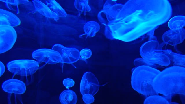 fantastic Jellyfish