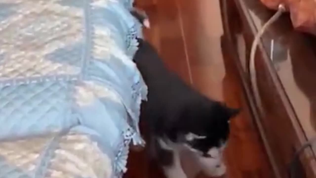 funnyvideos #cats #dogs #baby