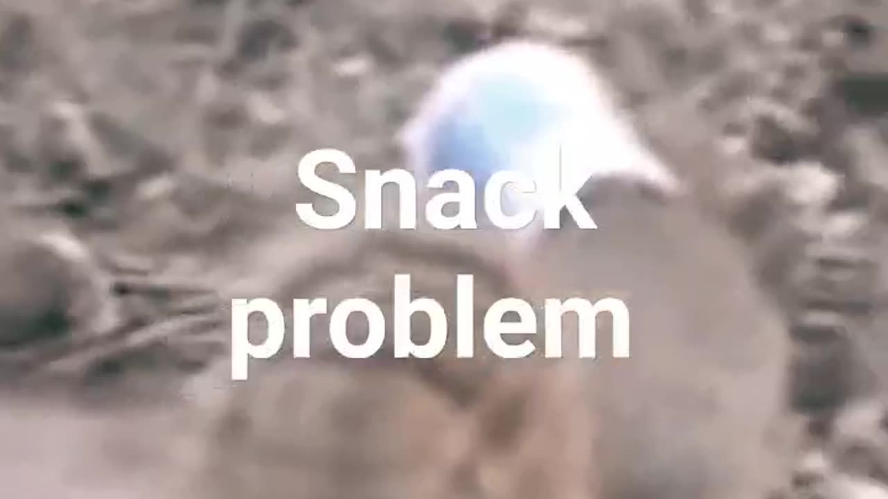 Squirrel snack problem