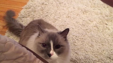 Adorable fluffy cat reluctantly sits for treat