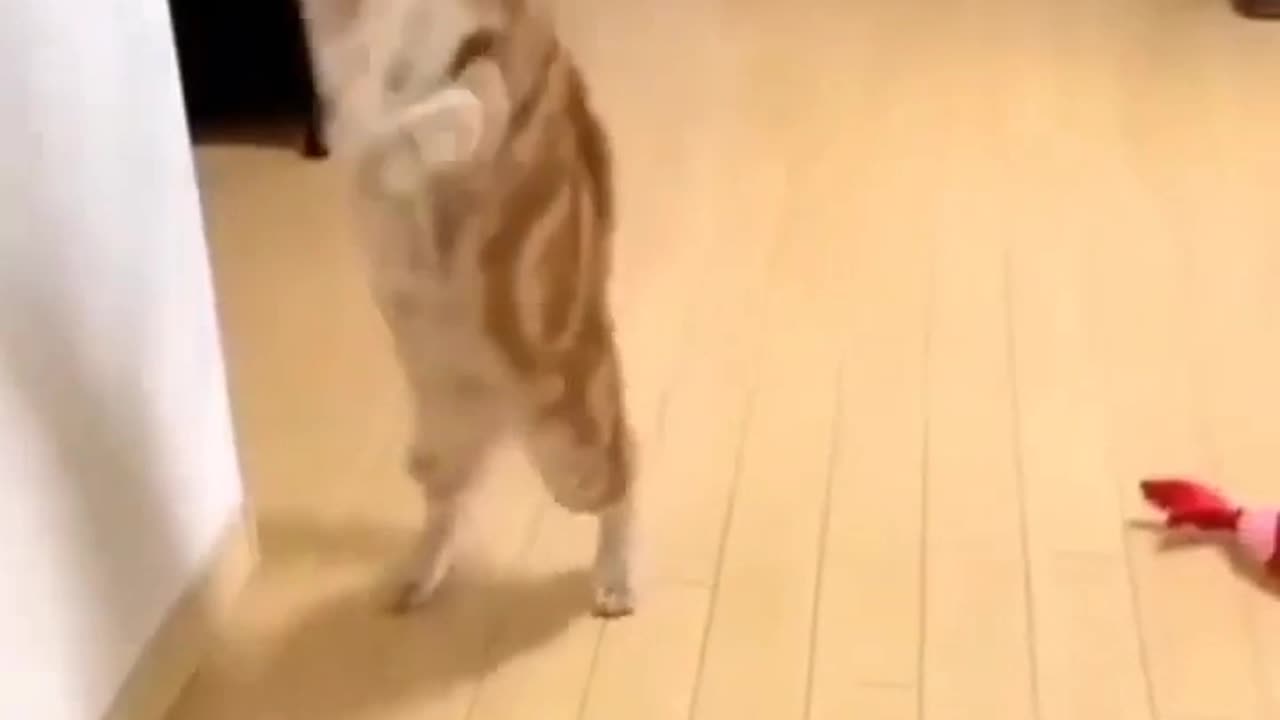 Funny Cat Dancing Video | Cute Cat Dance Video | Real Cat Dancing