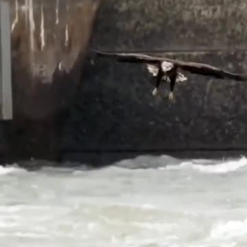 Eagles and ospreys are like heat - seeking missiles... | wildlife animals
