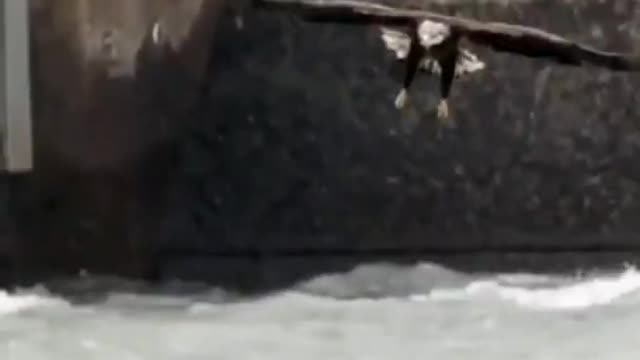 Eagles and ospreys are like heat - seeking missiles... | wildlife animals