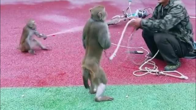 Monkey want to fight with human!