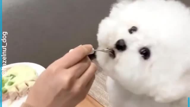 Polite Bichon Frise Dog Eats Food So Patiently And Sweetly 2022