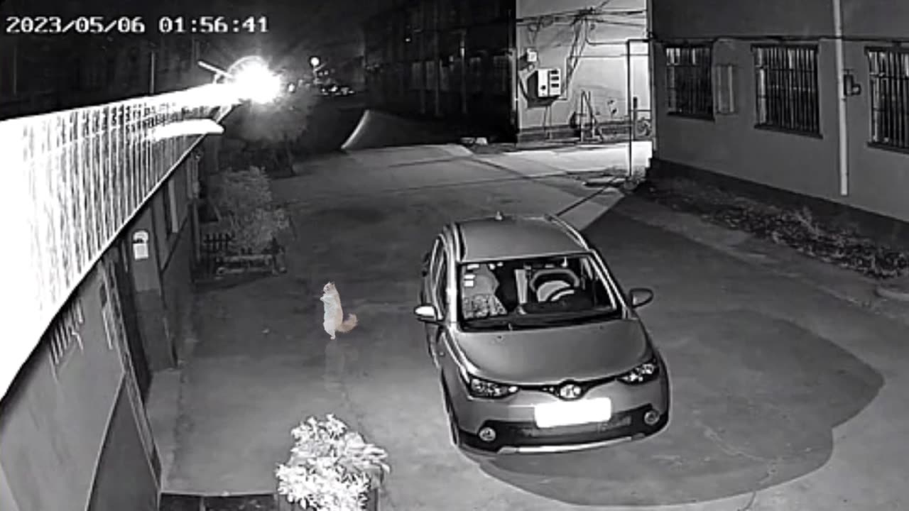 Funny Cat Dance at night 🤣😂