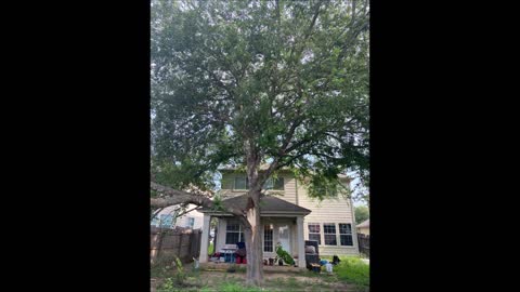 D A Martinez Tree Service - (210) 866-7301