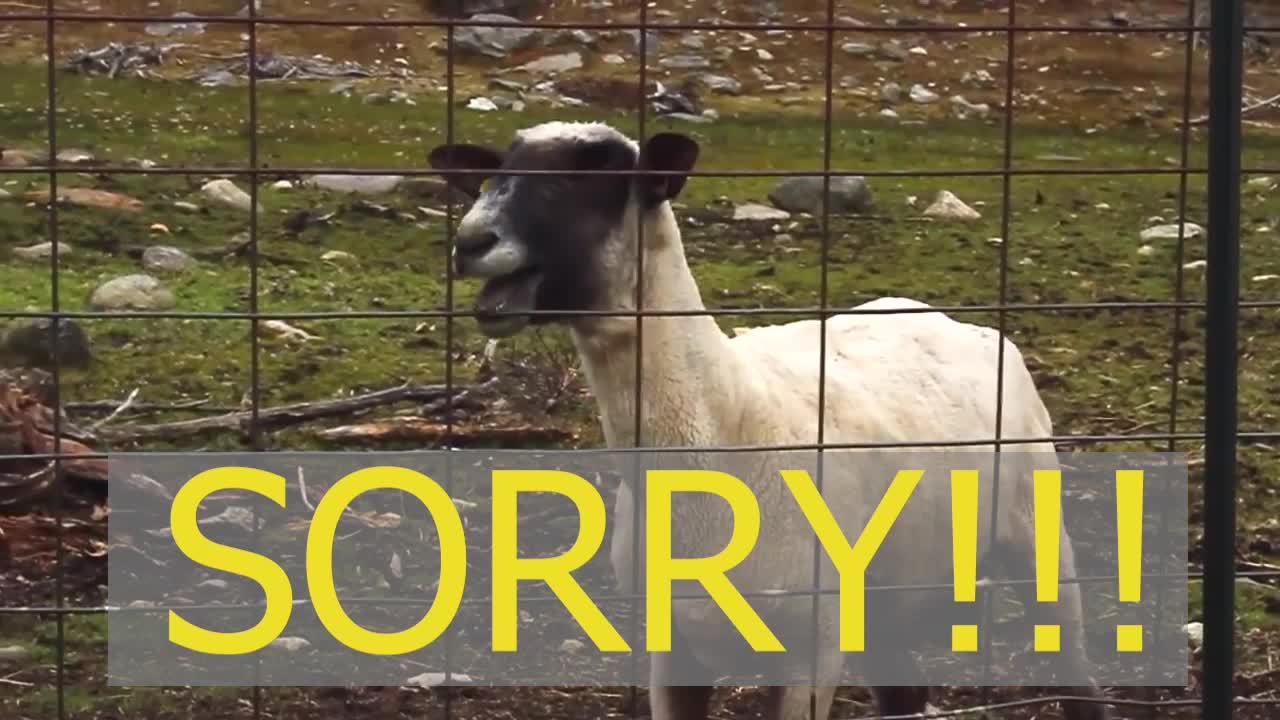 The No Goat Show: Cafe Locked Out WARNING FUNNY