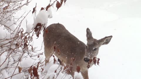 Deer in winter